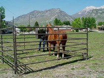 Horse Panels